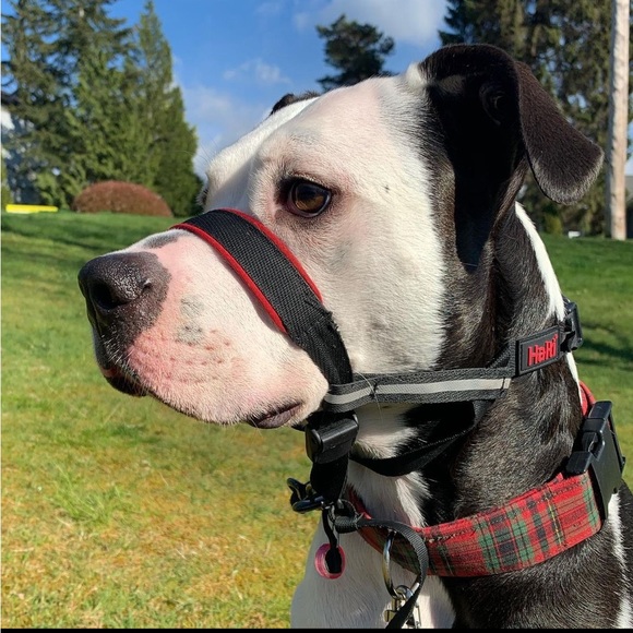 Halti Dog Halti Optifit Headcollar Large No Pull Opti Fit Head